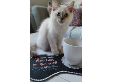 Stickdatei ITH - Mug Rug Spruch "Ich kann nicht. Meine Katze (mein Kater) hat nein gesagt."